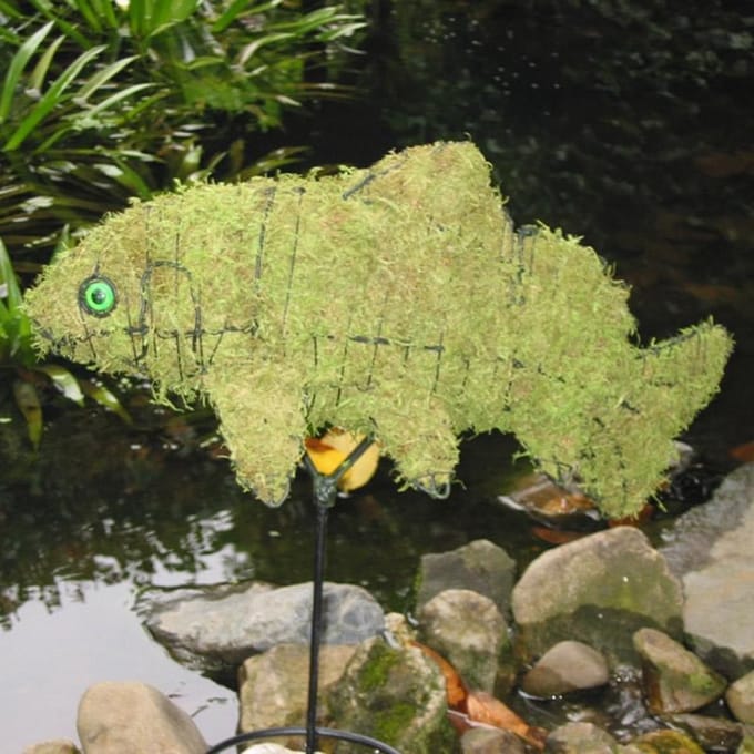 Karper Koi - Mos