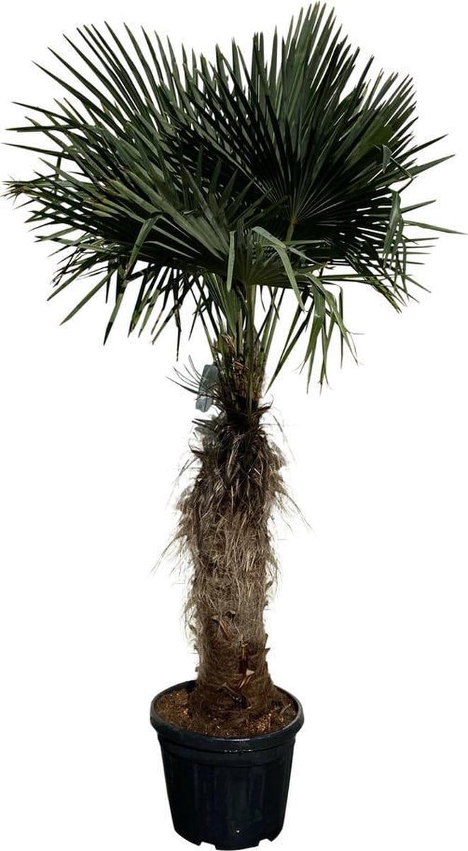 Tropictrees - Palmboom - Trachycarpus Fortunei - Plant - Winterhard - Pot ⌀ 50cm - Hoogte ca. 200cm