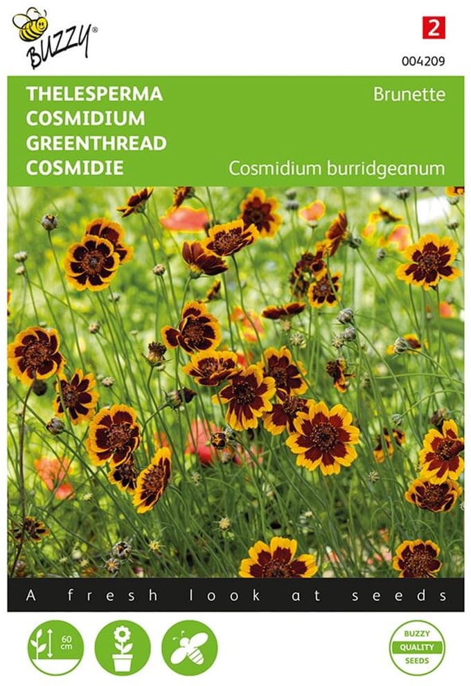 Buzzy, Thelesperma Brunette (Cosmidium)