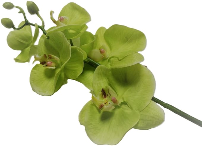 House615 - Zijdebloem - Phalaenopsis - Orchidee - Lime groen - 67cm
