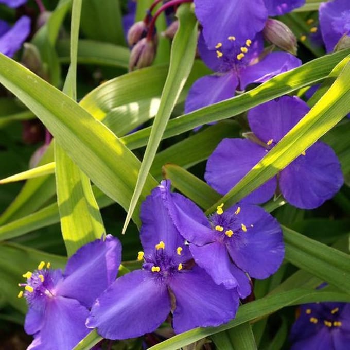 6 x Tradescantia 'Leonora' - Eendagsbloem pot 9x9cm