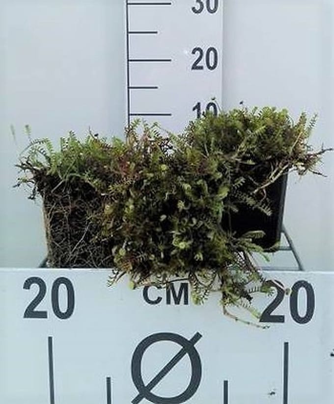6x Speeldenkussenplant - Leptinella squalida (cotula squal.) | 9x9 cm pot