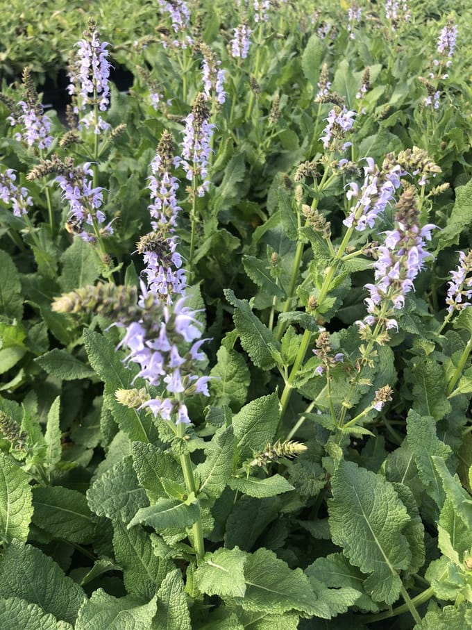 6 x Salvia nemorosa 'Crystal Blue' - Salie - pot 9 x 9 cm