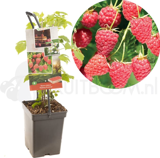 Framboos Rubus Malling Promise - Zomerframboos 18cm