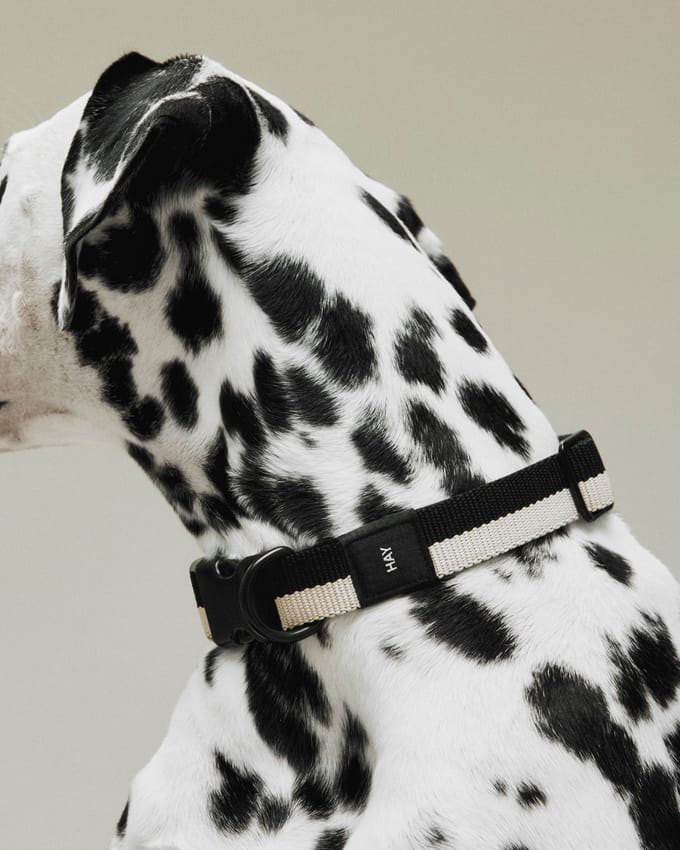 HAY Dogs Collar Flat-M/L