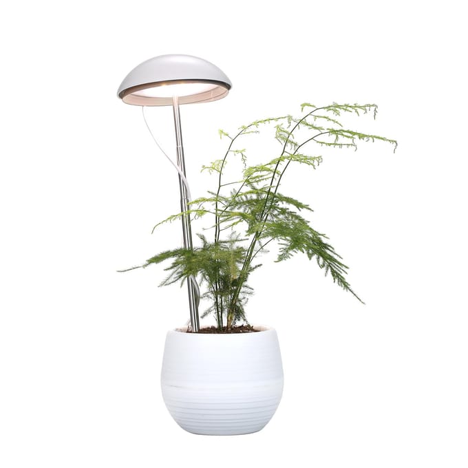 Neoglint LED potplantengroeilamp Volledig spectrum plantengroeilicht Invullicht in hoogte verstelbaar wit