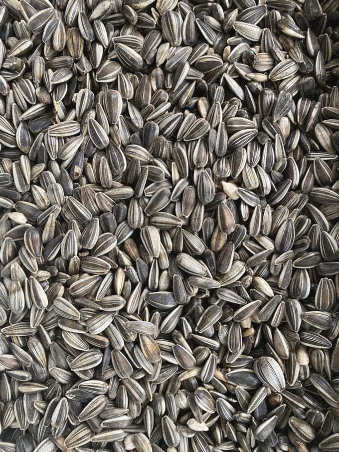 Heinrichs Agrar Zonnebloempitten gestreept, vogelvoer, 25 kg