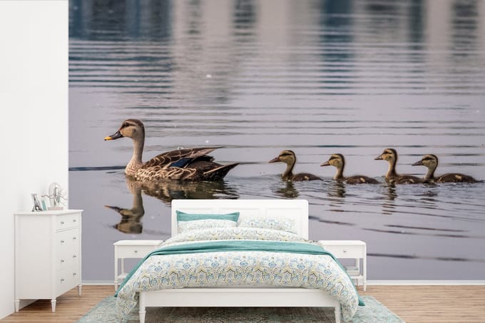 Behang - Fotobehang Eend - Water - Vogel - Bruin - Breedte 360 cm x hoogte 240 cm