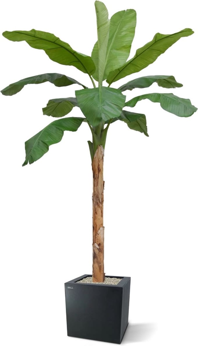 Banaan Royal XL kunstboom 300cm