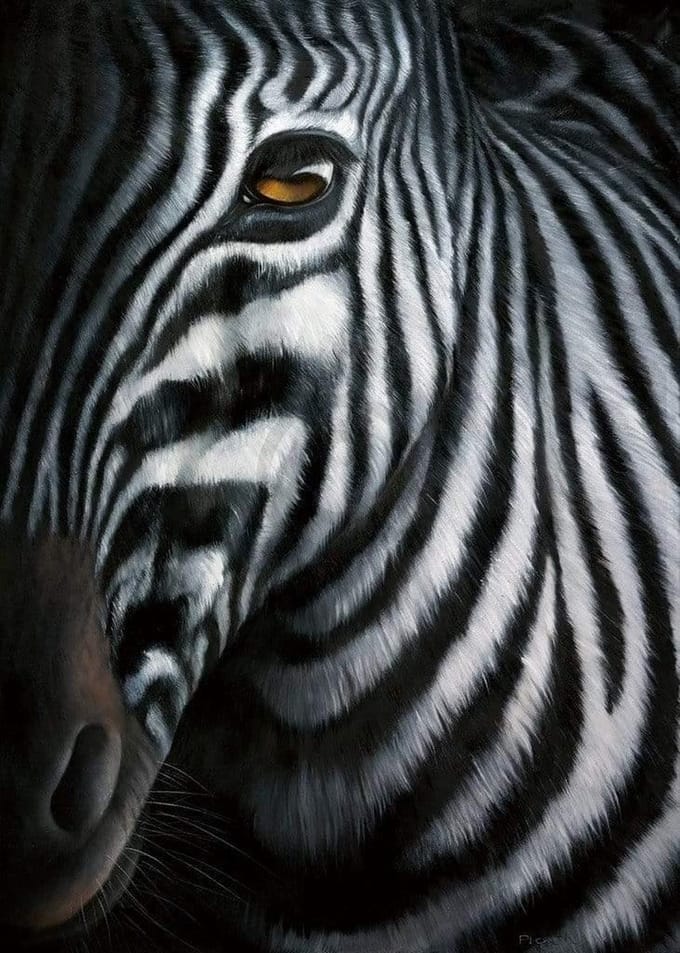 Kunstdruk Jutta Plath - Zebra I 60x80cm