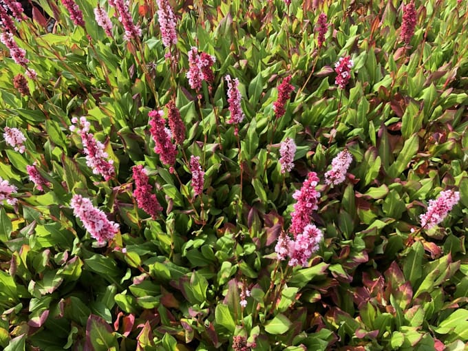 6x Duizendknoop - Persicaria aff. 'Kabouter' | 9x9 cm pot