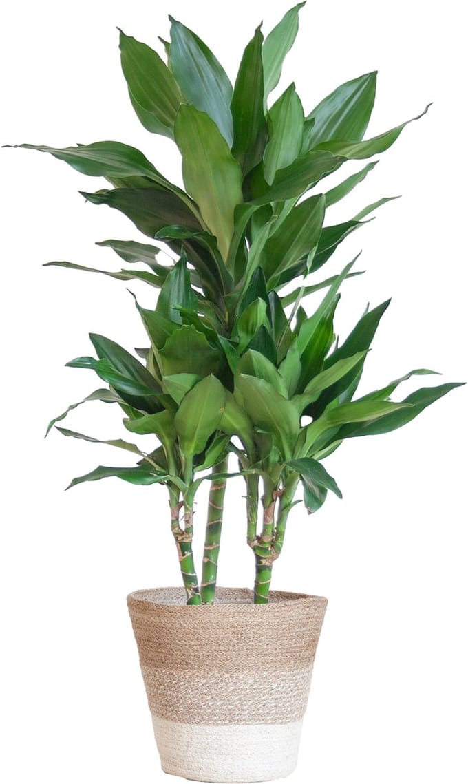 Green Harmony| Dracaena Janet Lindt met mand Lissabon wit - 95cm - Ø21