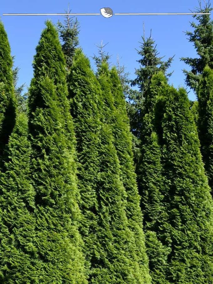 Westerse Levensboom Thuja Smaragd 180-200 cm, 3x Haagplant
