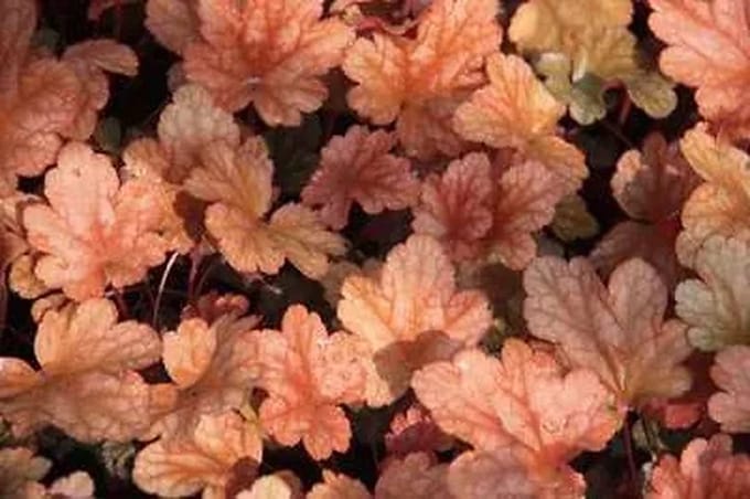6x Purperklokje - Heuchera hybr. 'Peach Flambe' | 9x9 cm pot
