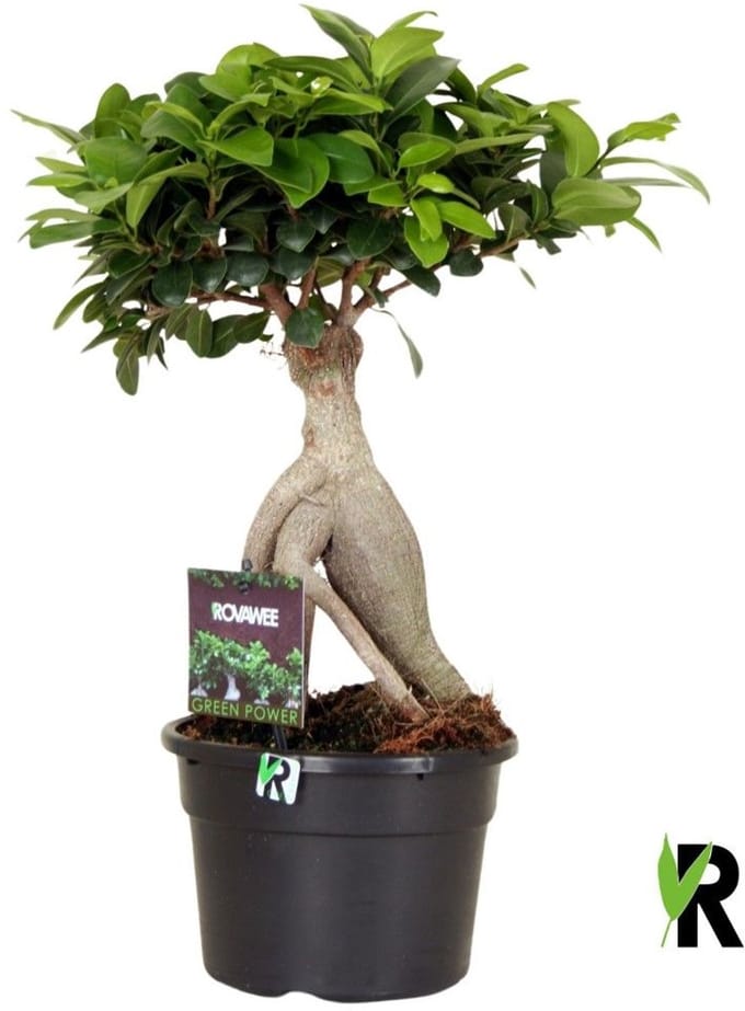 Ficus Microcarpa Ginseng in kunststof pot 40 cm – Kamerplant – Vers Van De Kweker – Potmaat Ø17 cm