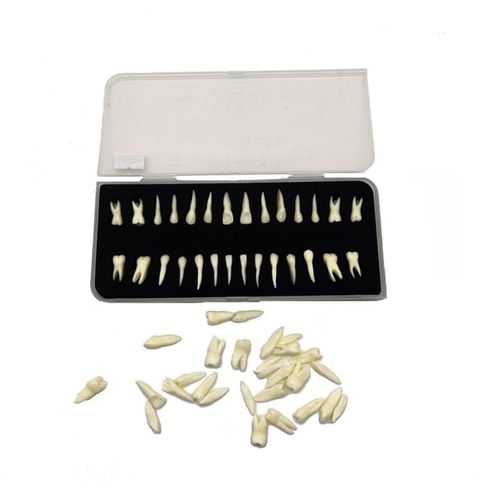 Tand 28 Permanente Tanden Modellen Met Wortels Anatomisch Gipsmodel Voor Tandheelkundige Studie white