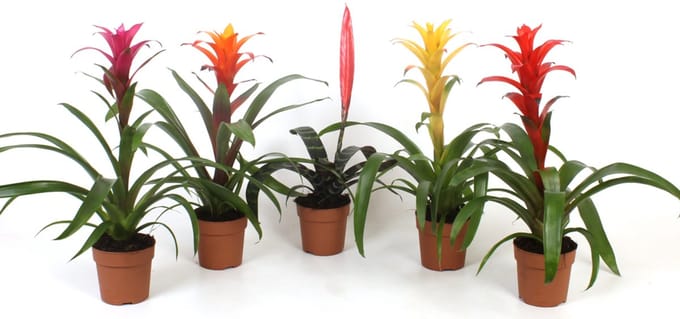JUNAVERA Bromelia mix per stuk – diverse soorten in 9 cm pot, kleurrijke mini bromelia’s