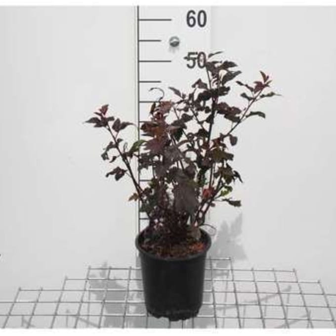 2 x Physocarpus opulif. 'Diabolo' - Blaasspirea, Sneeuwbalspirea 30- 40 cm in pot