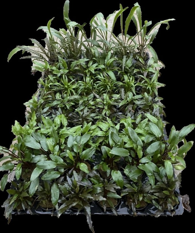 Cryptocoryne mix 3 stuks Aquariumplant - Aquarium decoratie - Moerings
