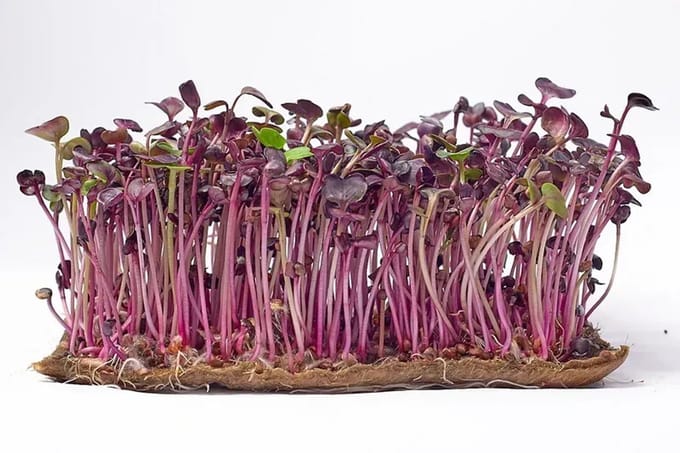 Microgreens Seeds 500 gr - Sango Paarse Radijs Microgroenten Zaden 500 gr Green Chief
