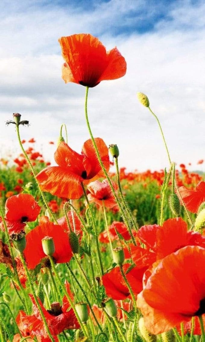 Fotobehang - Red Poppies 150x250cm - Vliesbehang