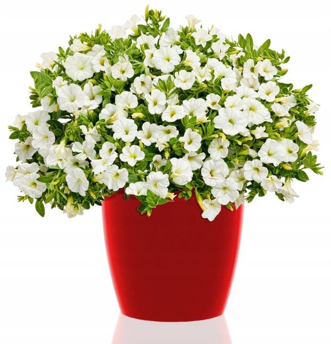 Lamela Magnolia Pot 13.5cm Rood Glanzend