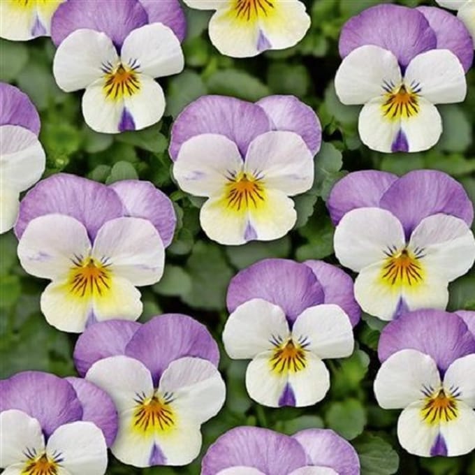 Violen Twix White Rose Wing