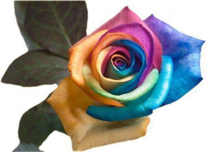 Regenboog roos