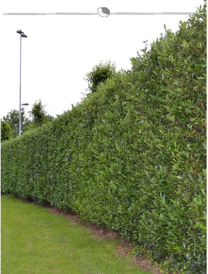 Laurier Prunus Caucasica 160-180 cm, 5x Haagplant