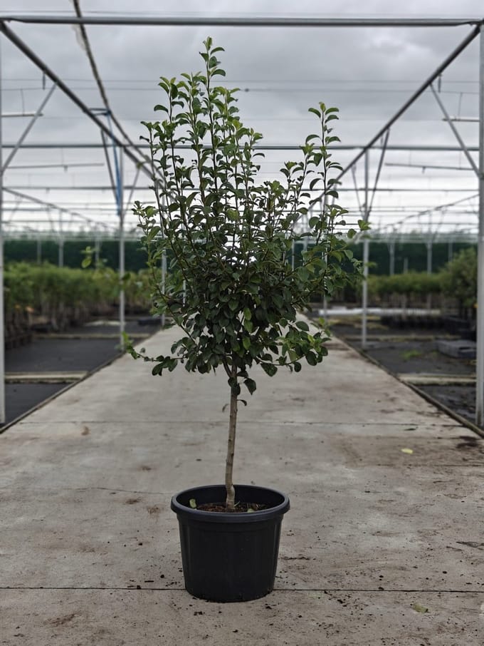 Pyrus communis - Oude Perenboom 'Triomphe de Vienne' - Onderstam Kwee Adams - 45L pot - ca. 2m