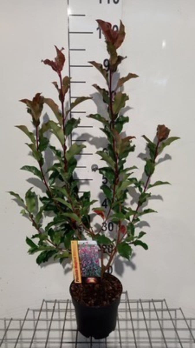 Photinia x fraseri 'Magical Volcano' - Glansmispel 30 - 40 cm in pot