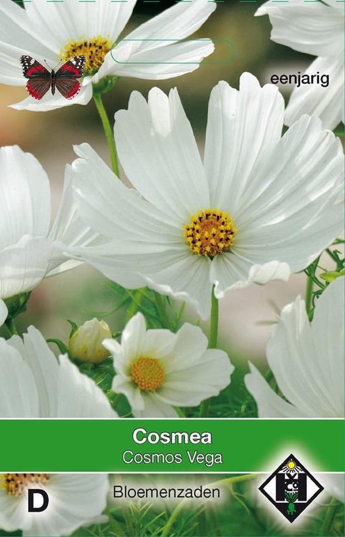 2 stuks Van Hemert & Co Cosmos bipinnatus Vega wit