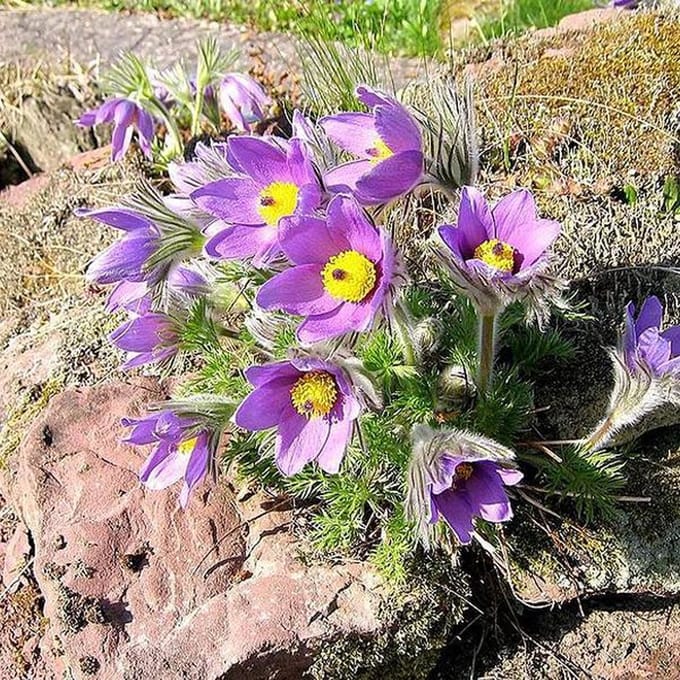 6 x Pulsatilla Vulgaris - Wildemanskruid pot 9x9cm