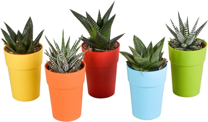 Gasteria/Haworthia mix 5.5 cm in gekleurde plasticpot | 5 stuks