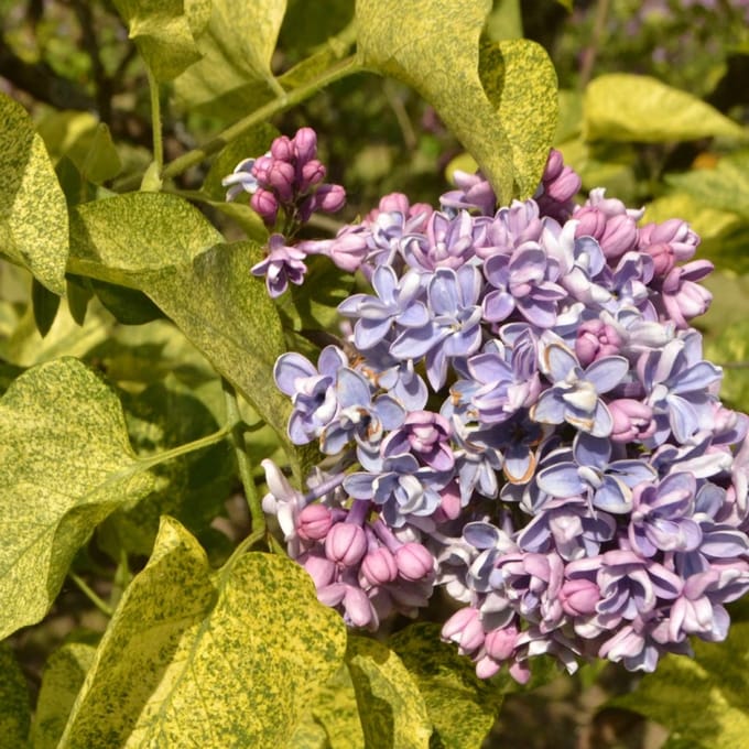 Set van 3 Seringen - Syringa vulgaris 'Aucubaefolia' - Lila bloem - 9cm pot