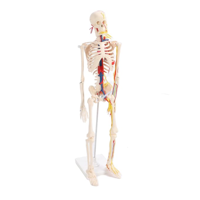 85cm Menselijk Skelet Assembleermodel Duidelijke Structuur DIY Skelet Knutselen Educatief Speelgoed voor Studenten white
