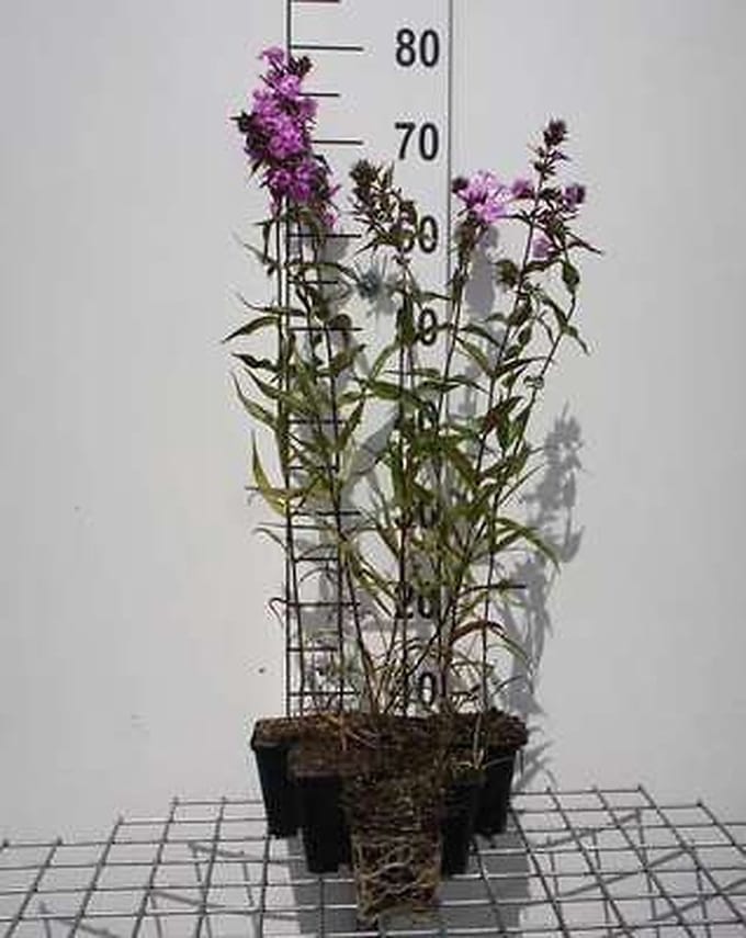 6x Vlambloem - Phlox (m) 'Alpha' | 9x9 cm pot