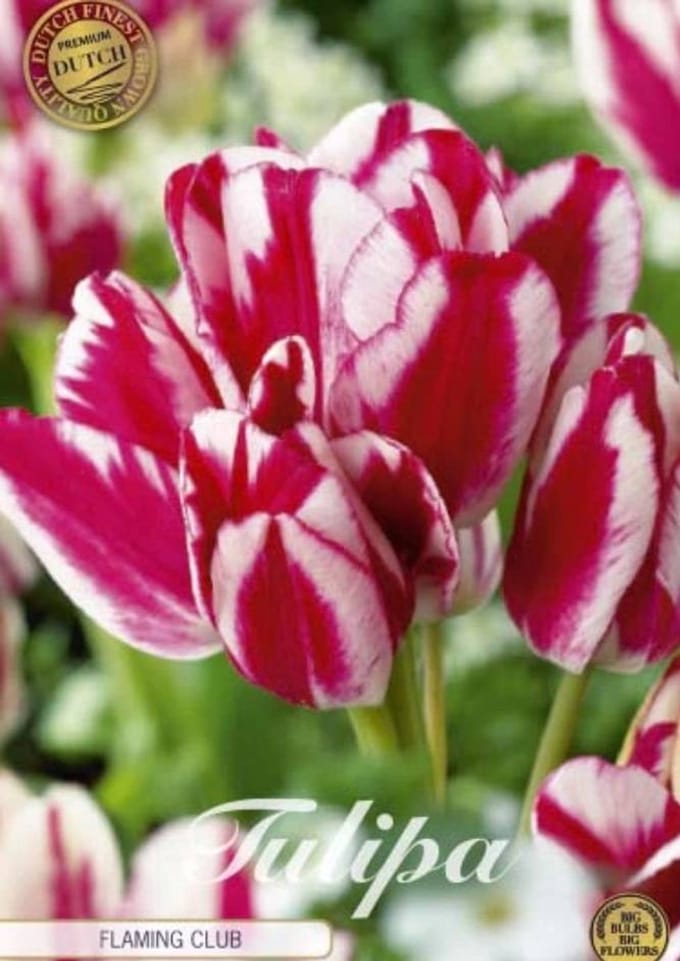 Dutch Finest Quality bloembollen - Tulpen Tulp Multiflora Flaming Club x7 12/+s