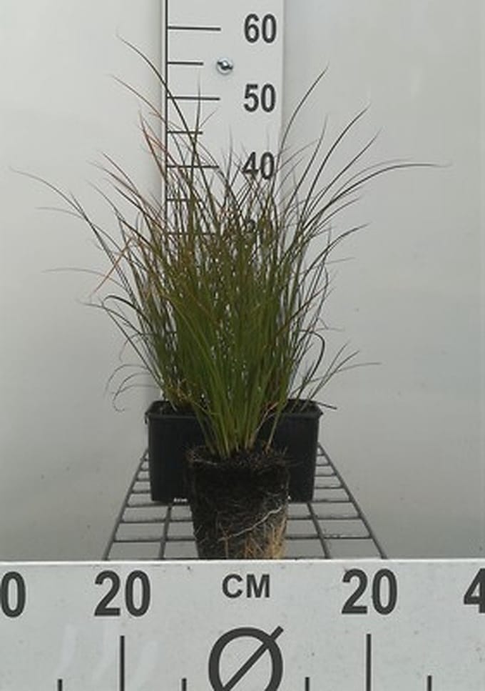 6x Zegge - Carex testacea | 9x9 cm pot