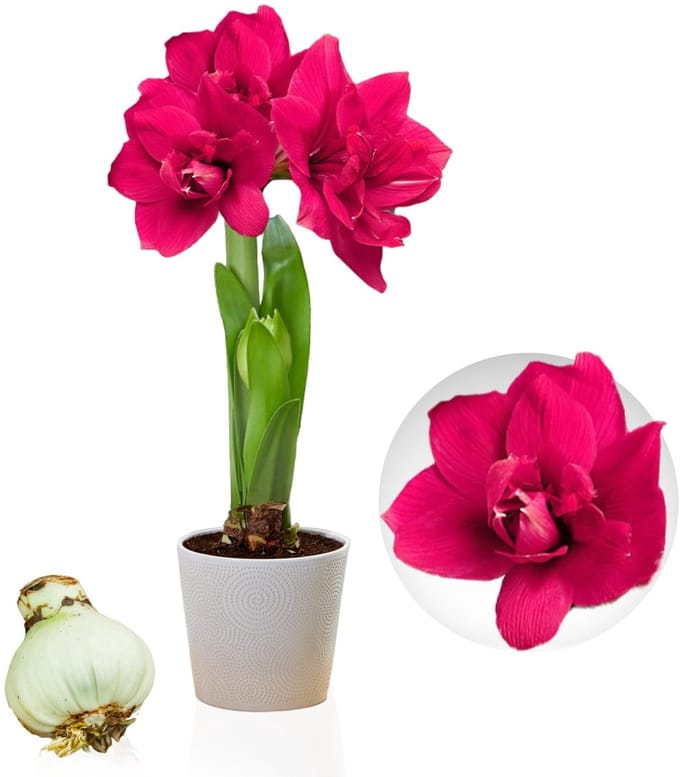 Amaryllis Bol - Double Pink - Bloembollen - 1 stuk - Roze - Bloem bollen