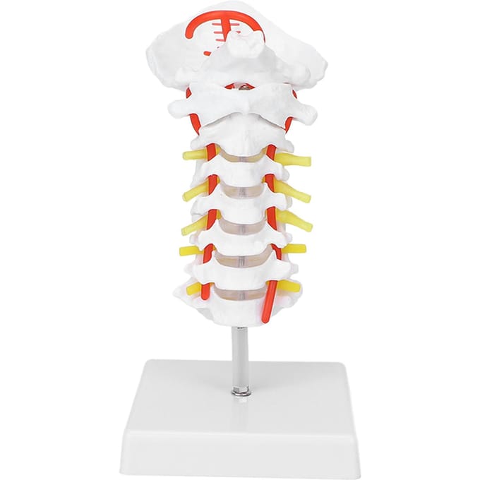 Modèle de Vertèbre Cervicale Artère Colonne Vertébrale Nerfs Spinaux Modèle Anatomique pour Étude en Salle de Classe de Sciences white
