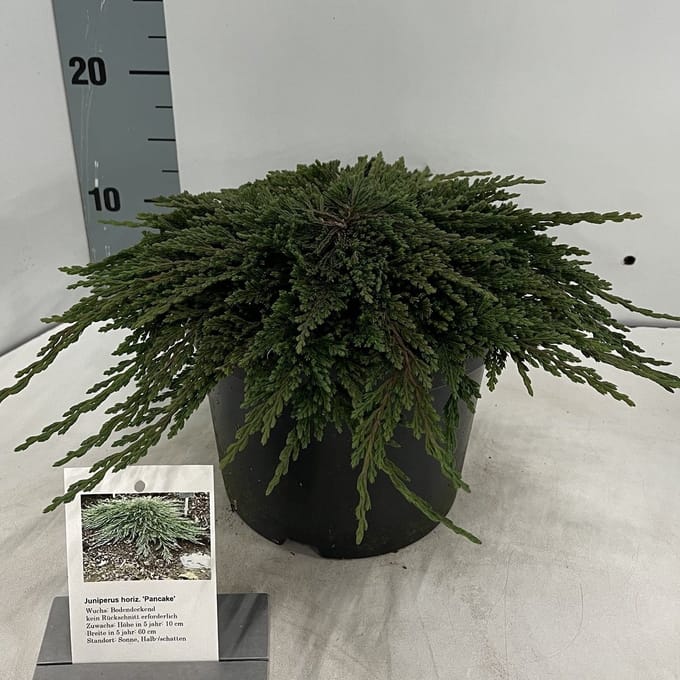 Juniperus horizontalis 'Pancake' - Jeneverbes | 25-30 cm pot