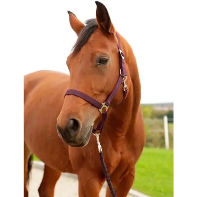 Nylon halster pony Kerbl hippo
