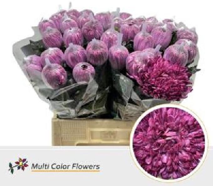 10x Chrysant antonov bordeaux 70cm