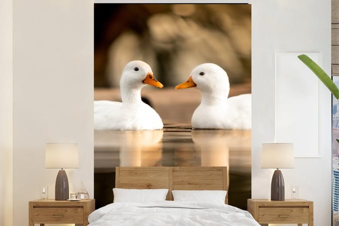 Behang - Fotobehang Eend - Wit - Dieren - Water - Vogel - Eenden - Breedte 195 cm x hoogte 300 cm