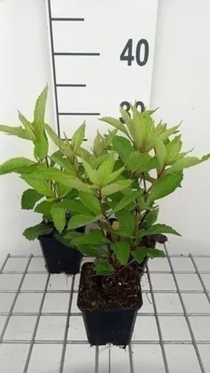 6x Leverkruid - Eupatorium mac. 'Glutball' | 9x9 cm pot
