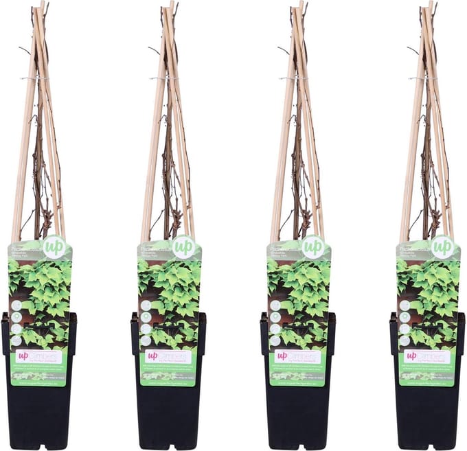 4x - Parthenocissus tricuspidata 'Veitch Boskoop' - ↨65cm - Ø15