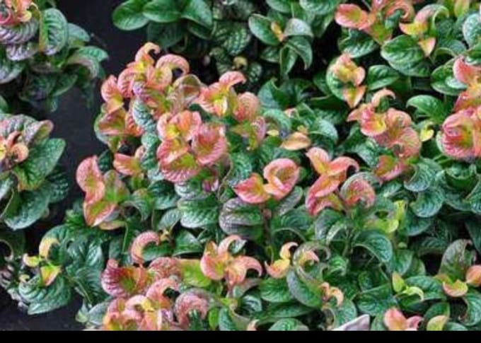 Leucothoe axillaris 'Curly Red'® - Druifheide 20- 30 cm in pot