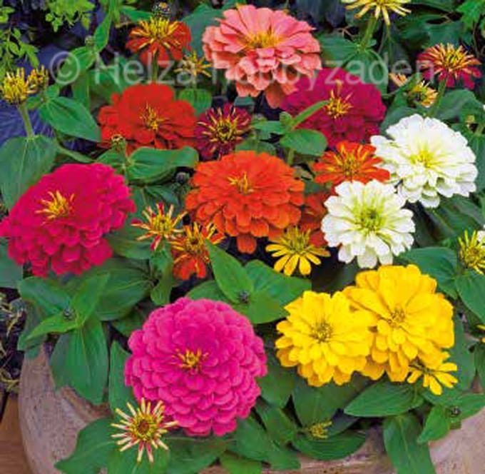 Zinnia Elegans Columbus F1 Mix
