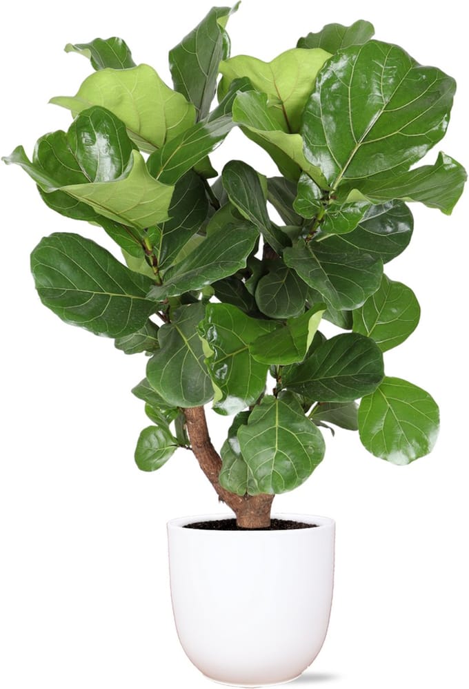 Green Harmony | Ficus Lyrata (vertakt) Ø24cm 110cm in Boule WIT pot